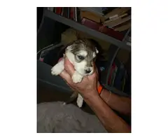 8 female Ausky puppies for sale - 5