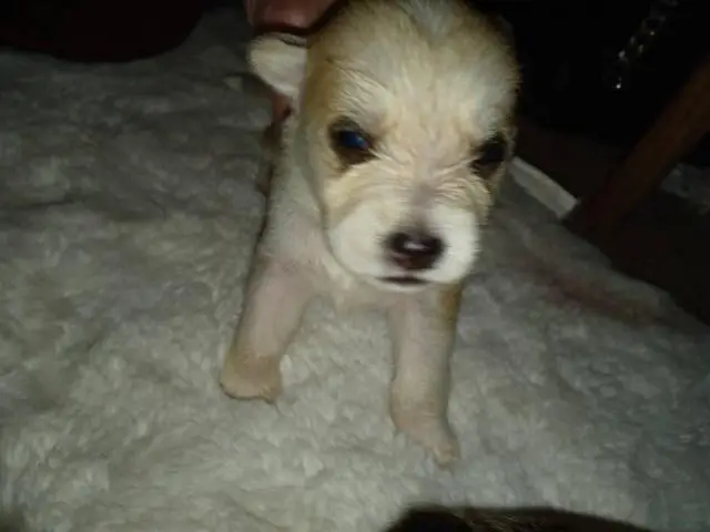 8 female Ausky puppies for sale - 7/8