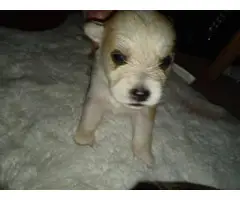 8 female Ausky puppies for sale - 7
