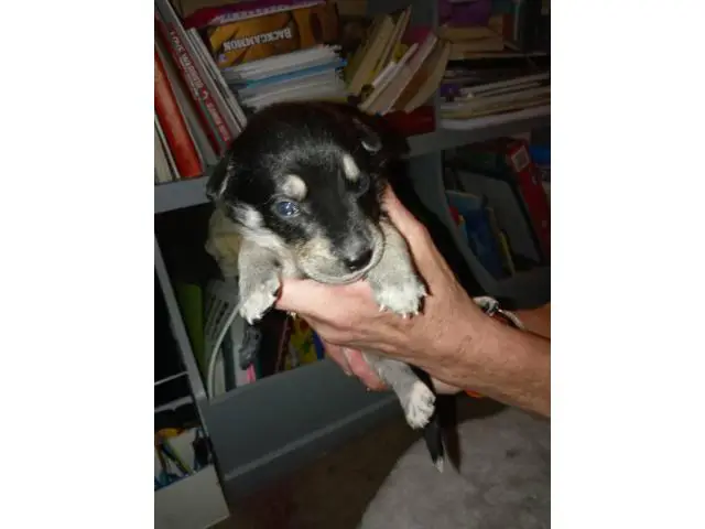 8 female Ausky puppies for sale - 8/8