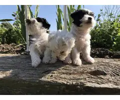 3 Adorable Shichi Puppies looking for a new home - 1