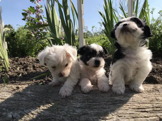 3 Adorable Shichi Puppies looking for a new home - 2/6