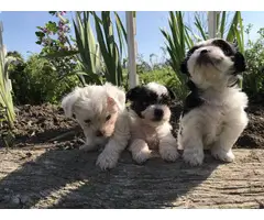 3 Adorable Shichi Puppies looking for a new home - 2