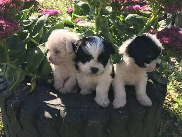 3 Adorable Shichi Puppies looking for a new home - 3/6