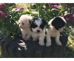 3 Adorable Shichi Puppies looking for a new home - 3