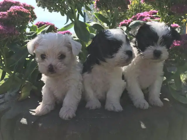 3 Adorable Shichi Puppies looking for a new home - 4/6