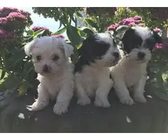 3 Adorable Shichi Puppies looking for a new home - 4