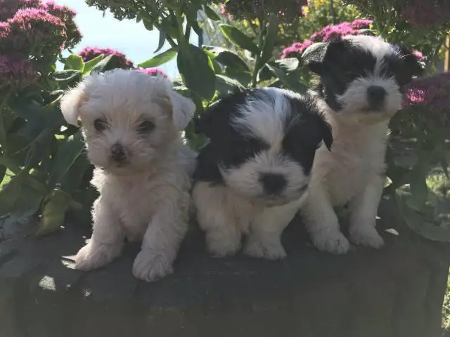 3 Adorable Shichi Puppies looking for a new home - 5/6