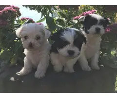 3 Adorable Shichi Puppies looking for a new home - 5