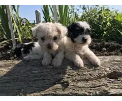 3 Adorable Shichi Puppies looking for a new home - 6