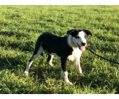 5 months old ABCA registered Border Collie puppies for sale