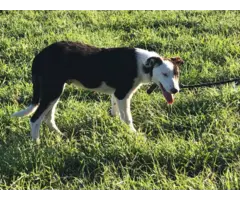 5 months old ABCA registered Border Collie puppies for sale - 2