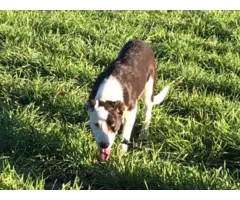 5 months old ABCA registered Border Collie puppies for sale - 3