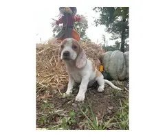9 weeks old lemon beagle puppy - 2