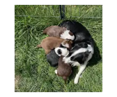 3 gorgeous mini Australian Shepherd puppies for sale - 4