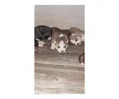 Fullblooded Husky puppies for sale