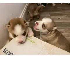 Fullblooded Husky puppies for sale - 6