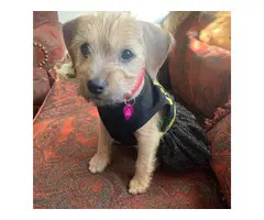 10 weeks old Shih tzu Yorkie Mix puppy