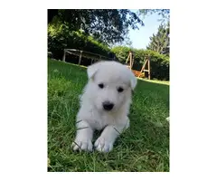 5 AKC white German Shepherd puppies with papers
