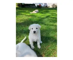 5 AKC white German Shepherd puppies with papers - 2