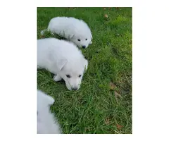 5 AKC white German Shepherd puppies with papers - 3