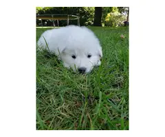 5 AKC white German Shepherd puppies with papers - 4