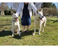 5 AKC white German Shepherd puppies with papers - 5