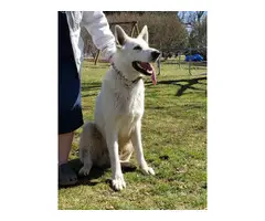5 AKC white German Shepherd puppies with papers - 6