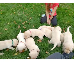 5 male and 4 female Yellow lab puppies for sale - 1