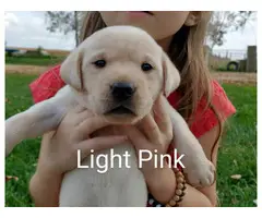 5 male and 4 female Yellow lab puppies for sale - 2