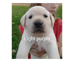 5 male and 4 female Yellow lab puppies for sale - 3