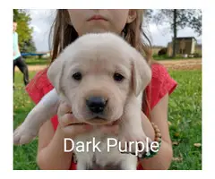 5 male and 4 female Yellow lab puppies for sale - 4