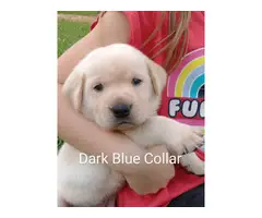5 male and 4 female Yellow lab puppies for sale - 5
