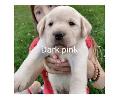 5 male and 4 female Yellow lab puppies for sale - 6