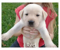 5 male and 4 female Yellow lab puppies for sale - 9