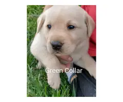 5 male and 4 female Yellow lab puppies for sale - 10