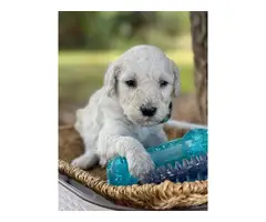 Standard Poodle Puppies - 1