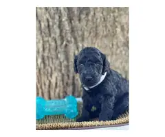 Standard Poodle Puppies - 2