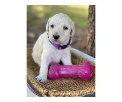 Standard Poodle Puppies - 4