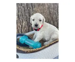 Standard Poodle Puppies - 5