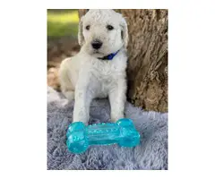 Standard Poodle Puppies - 7