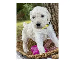 Standard Poodle Puppies - 8