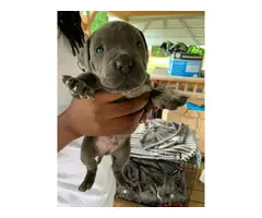 6 Blue nose pitbull puppies available