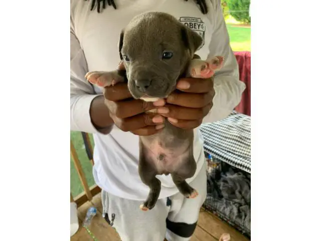 6 Blue nose pitbull puppies available - 2/8