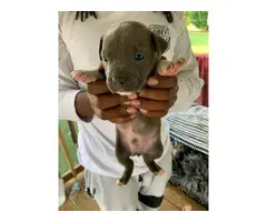6 Blue nose pitbull puppies available - 2