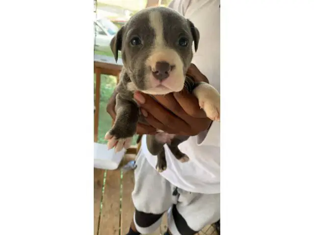 6 Blue nose pitbull puppies available - 3/8