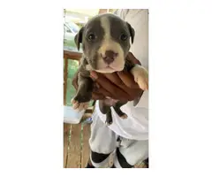 6 Blue nose pitbull puppies available - 3