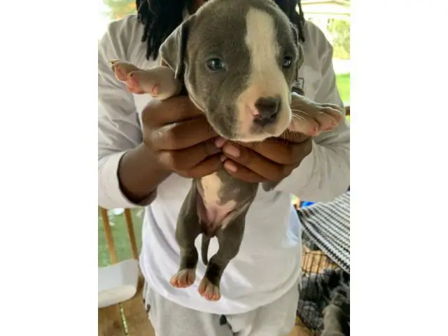 6 Blue nose pitbull puppies available - 4/8