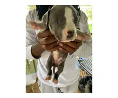 6 Blue nose pitbull puppies available - 4