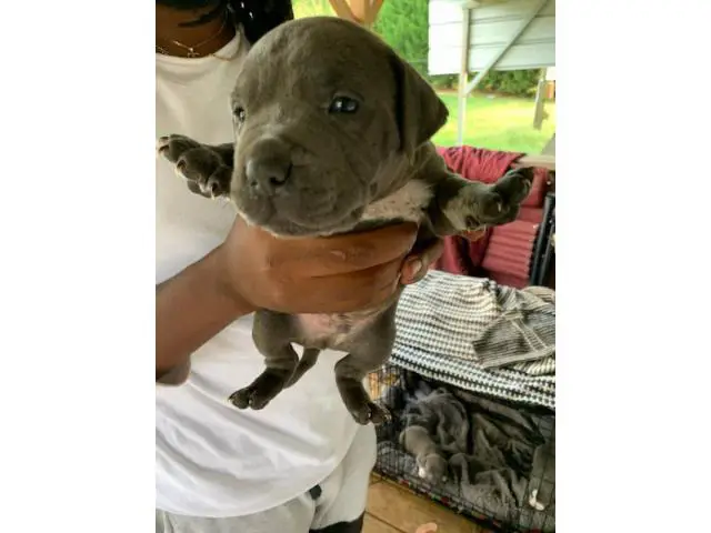 6 Blue nose pitbull puppies available - 5/8
